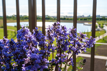 Fototapeta premium Purple catmint flowers on sunny balcony with view of green park and pond in residential area