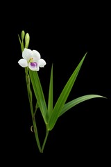 Fototapeta premium tanaman rumut gulma Asystasia gangetica