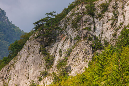 Pine trees clinging to a sheer rock face in Gacko, Bosnia and Herzegovina.