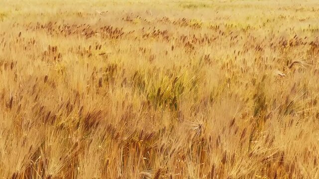 Golden Wheat Field Swaying in Wind, Xizhou Dali