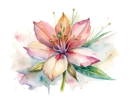 Butterfly Blossom Gaura Watercolor Flower, Delicate Botanical Illustration Isolated on White