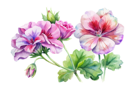 Garden Geranium Watercolor Flower, Classic Botanical Illustration Isolated on White