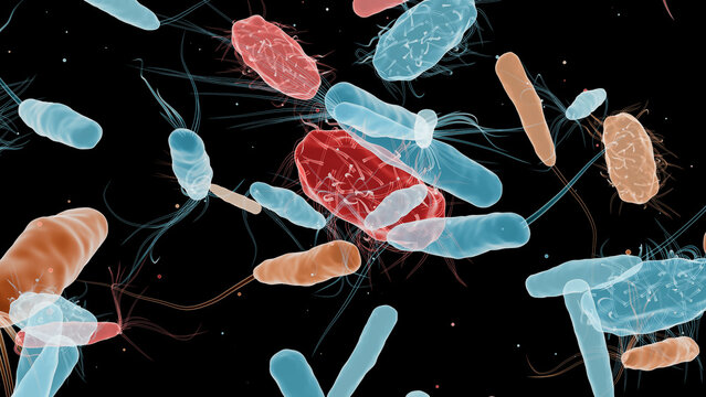 Bacteria with Different Flagella Types, Monotrichous, Amphitrichous, Lophotrichous, Peritrichous, Medical Microbiology animation, Motile Bacterial Cells, Rod-Shaped and Spiral Bacteria, Microscopic 