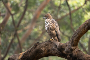 Fototapeta premium A crested Changeable Hawk-Eagle (Nisaetus limnaeetus) perched majestically on a thick tree limb in Panna National Park, India.