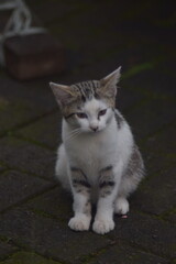 A cute domestic tabby cat with white and grey fur sitting calmly on a mossy stone paved ground.