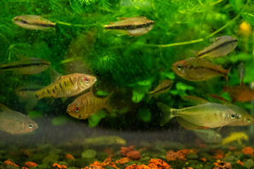 Fototapeta premium Underwater Aquarium with Diverse Fish Species