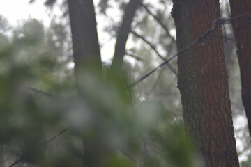 Fototapeta premium Close-up of a rough pine tree trunk with a soft, blurred misty forest and bokeh background.