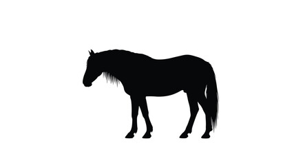 Fototapeta premium Black horse standing in profile against a white background silhouette