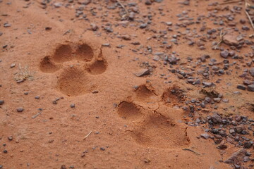 Animal Paw Prints in Red Desert Sand, Nature Background Texture © Thira