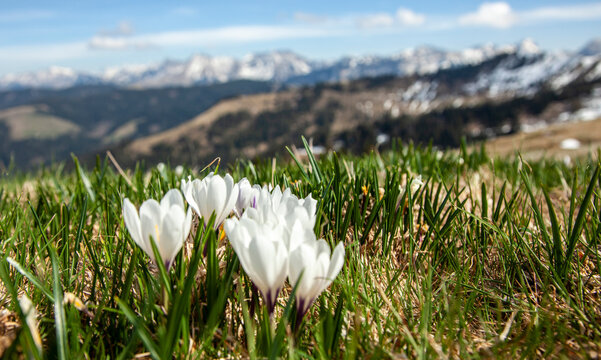 White Crocuses Blooming in a Spring Mountain Landscape