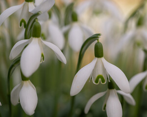 Group of Snowdrop Flowers (Galanthus nivalis) in Soft Spring Light