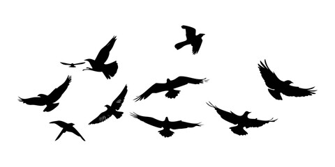 A flock of birds flying in a clear blue sky with a sense of freedom and tranquility Vector © Rabbi
