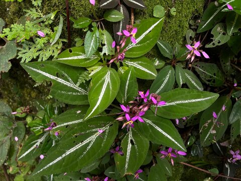 Lush Aromatic Foliage: Detailed Close-Up of Homalomena Leaves