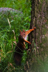 Fototapeta premium A baby squirrel in greenery at the base of a tree trunk