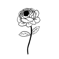 Elegant Botanical Line Art Collection Rose