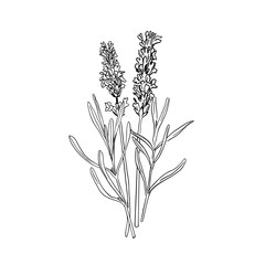 Elegant Botanical Line Art Collection Lavender