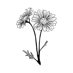 Elegant Botanical Line Art Collection crisant