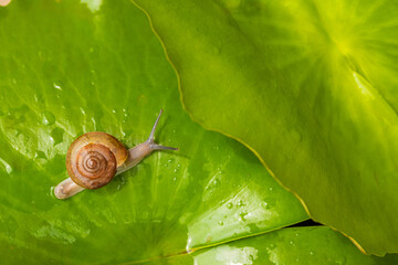 Fototapeta premium Small snail crawling on vibrant green lotus leaf with water drops,A top-down macro shot of a small brown snail moving slowly across a lush, wet green lotus leaf after rain, symbolizing slowness, natur