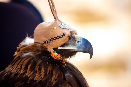 A close-up of an eagle wearing a cap. The bird of prey hunts its prey. The eagle perches on the trainer's hand. Falconry. A national tradition of Asia. Kazakhstan.