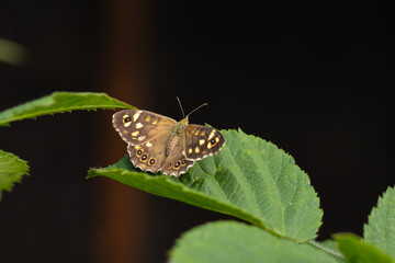 Brown butterfly (Pararge aegeria, Nymphalidae) on a summer meadow. The beauty of nature and wild life  