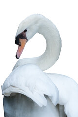 Fototapeta premium Majestic White Mute Swan Isolated on White Background
