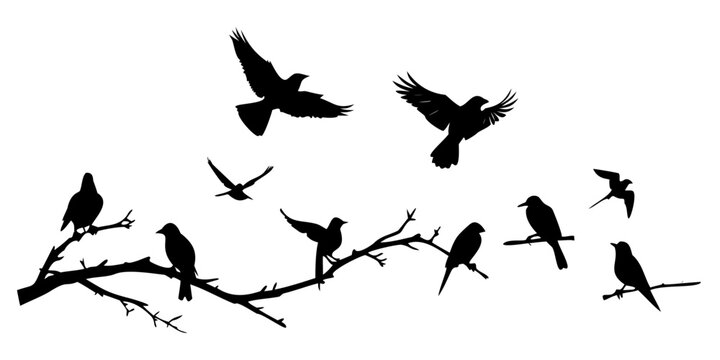 Silhouettes of birds perched and flying against a white background Vector