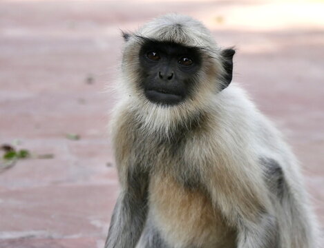 portrait of Hanuman Langur monkey in Mandore Garden, rajasthan, india. Semnopithecus entellus
