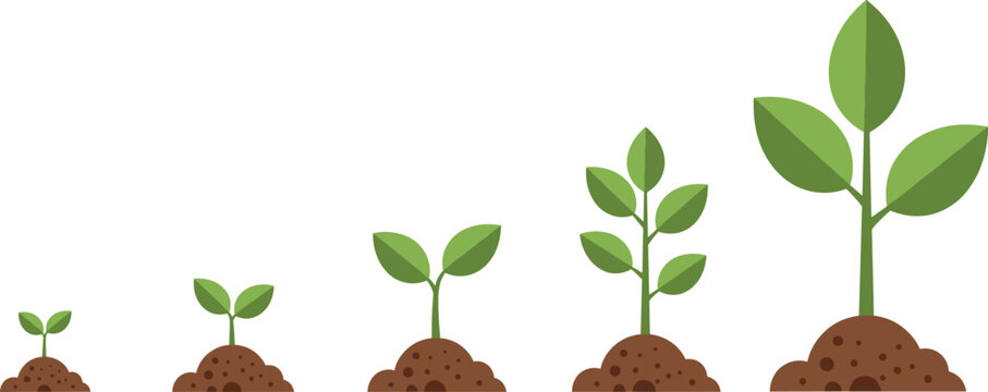 Stages of a green plant growing from a small sprout to a leafy sapling in fertile soil for environmental growth.