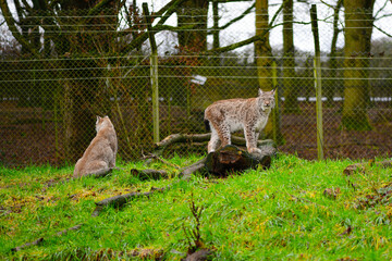 Lynx casually walking inside its enclosure at the zoo © Andreea_Prodan