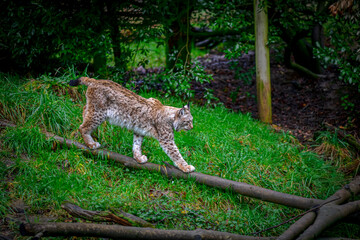 Lynx casually walking inside its enclosure at the zoo © Andreea_Prodan