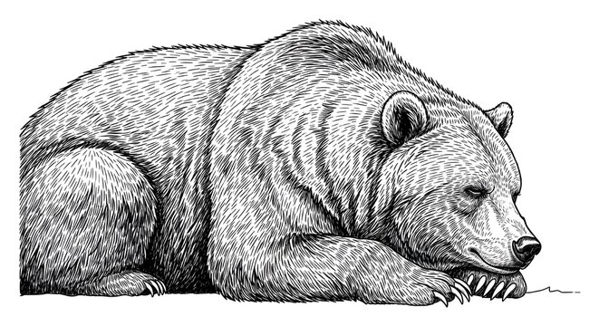 Vintage grabado aislado oso negro conjunto ilustraci&oacute;n boceto de tinta.
 Arte de vector de silueta de animal asi&aacute;tico de fondo americano grizzly