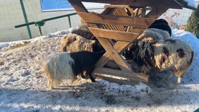Jacob sheep and black goat eat grain from a feeder on a clear winter day. Jacob sheep - unusual piebald sheep and often polycerate or multi-horned. Two horns grow like a sheep's, and two like a goat's