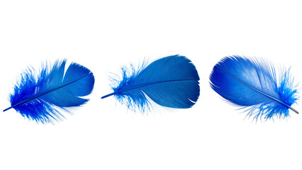 &ldquo;Blue Bird Feather, Top-Down View, isolated on transparent background&rdquo;