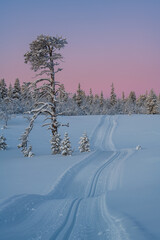 Pink morning light shines above ski track in snow covered forest in Sweden as day begins