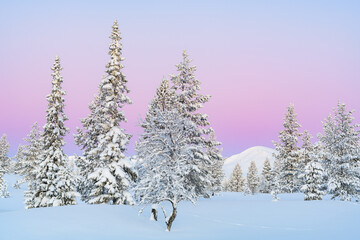 Morning light shines on snow covered trees and mountains in Sweden during winter season