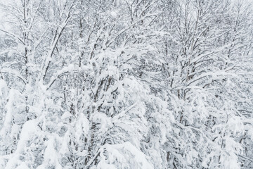Snow covered trees in Sweden during winter months show branches heavy with fresh snow