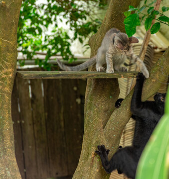 gatos filhotes brincando na &aacute;rvore