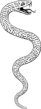 Snake coiled serpent, original illustration in a vintage woodcut engraving etching style.