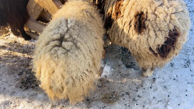 Jacob sheep - unusual piebald sheep and often polycerate or multi-horned. It most commonly has four horns. Two horns grow like a sheep's, and two like a goat's. Sheep eat grain from a feeder.