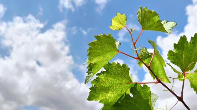 green leaves against blue sky. view of blue sky with beautiful clouds and leaves blowing in the windleaf, nature, leaves, plant, tree, branch, grape, sky, summer, spring, blue, sun, sunlight, wind, bl