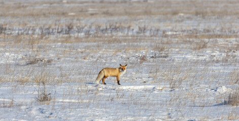 A lone red fox in the steppe in winter with a white tip of its tail and a black nose
