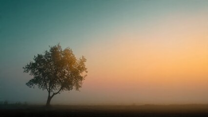 Fototapeta premium Lone Tree in Morning Mist at Sunrise
