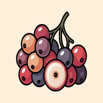 Bignay Fruit Vector Illustration of Tropical Berries Cluster with Sliced Antidesma Bunius