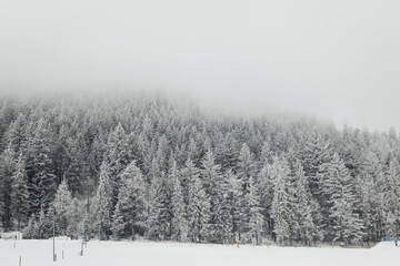 Winter Pine Forest Covered in Snow