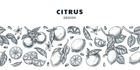 Seamless horizontal background with lemon, orange, grapefruit, lime. Citrus tropical fruits vector sketch illustration © Qualit Design
