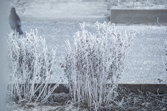 Frost-covered dry bushes on a cold winter day