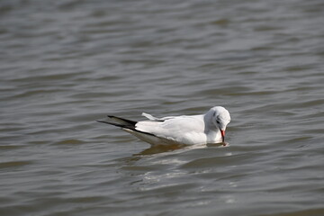 A beautiful seagull is seen leisurely swimming in the wetland lake during winter season in India