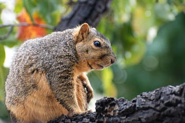 Obraz premium Ardilla gris sobre rama de árbol en entorno natural – fauna silvestre en primavera