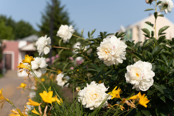 Obraz premium Variety of blooming fragrant white terry peonies close-up and yellow daylily in sunlight