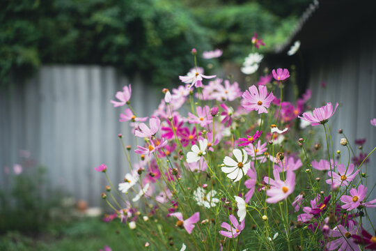 Joyful white purple  pink flowering ornamental plants in green summer garden by fence
